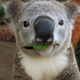 Illustration for article titled Koala Selfies Threaten Humanity With Overdose Of Cuteness